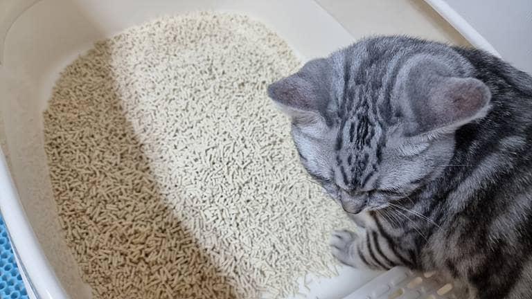 고양이 모래 후기 - 탐사 베이직 오리지널 두부모래 고양이모래사료-0005