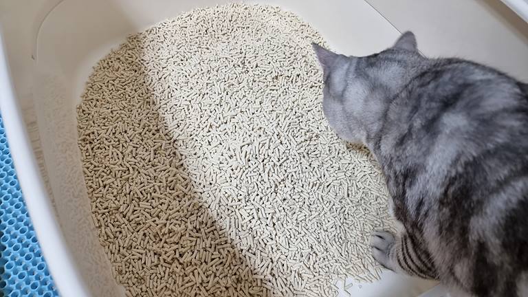 고양이 모래 후기 - 탐사 베이직 오리지널 두부모래 고양이모래사료-0006