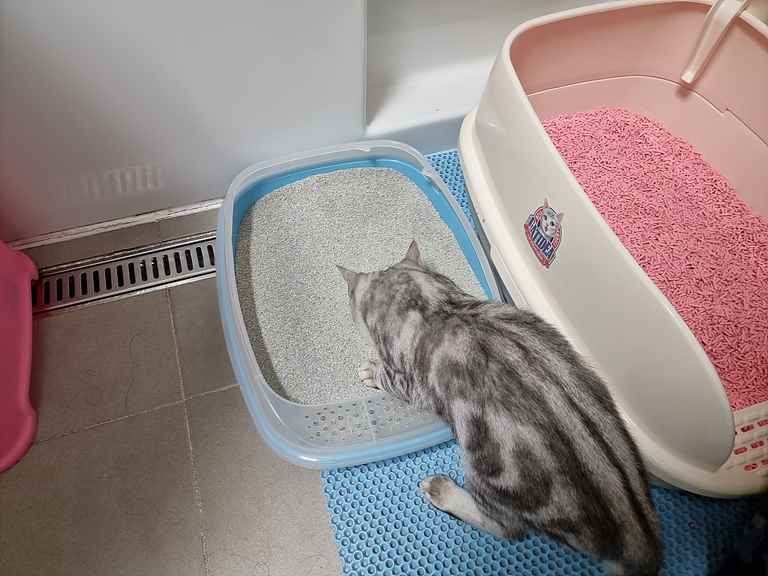 고양이 모래 추천 – 호랑이모래 사용후기 호랑이모래
