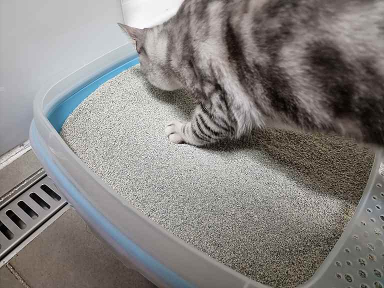 고양이 모래 추천 – 호랑이모래 사용후기 호랑이모래