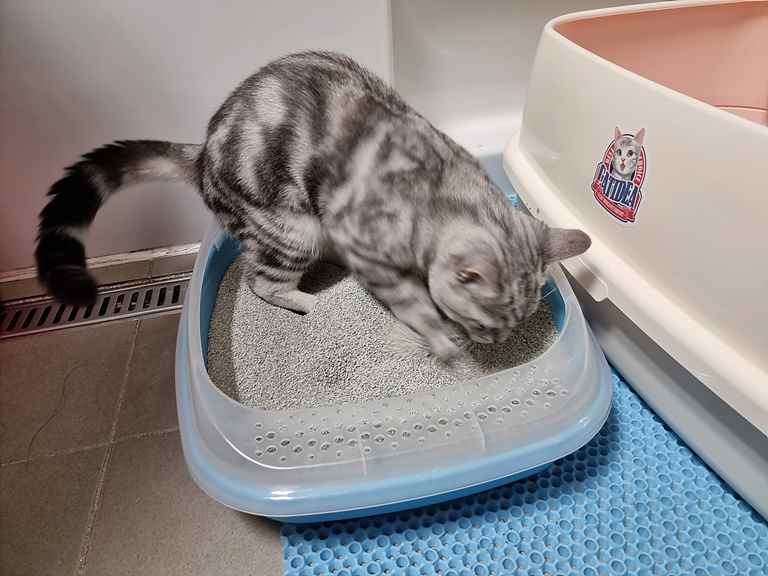 고양이 모래 추천 – 호랑이모래 사용후기 호랑이모래