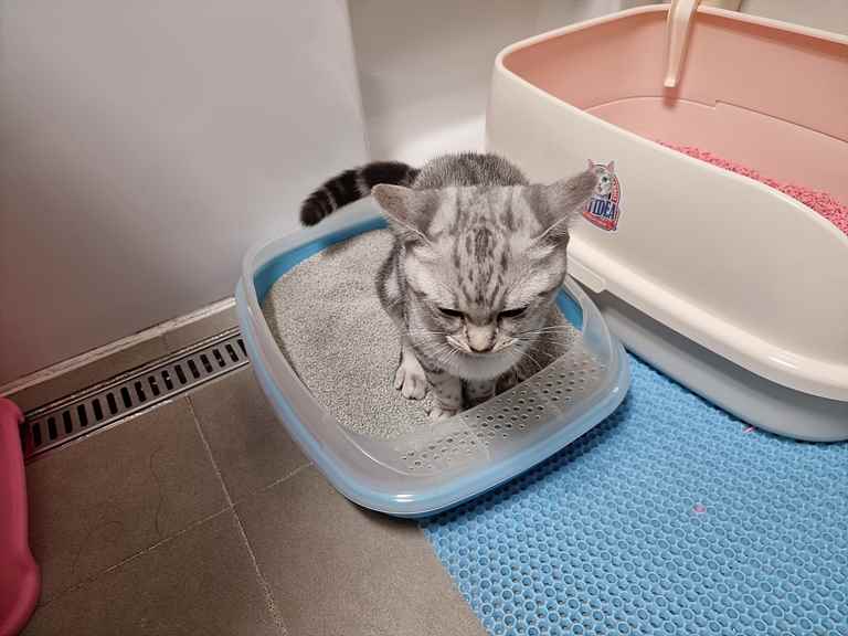 고양이 모래 추천 – 호랑이모래 사용후기 호랑이모래