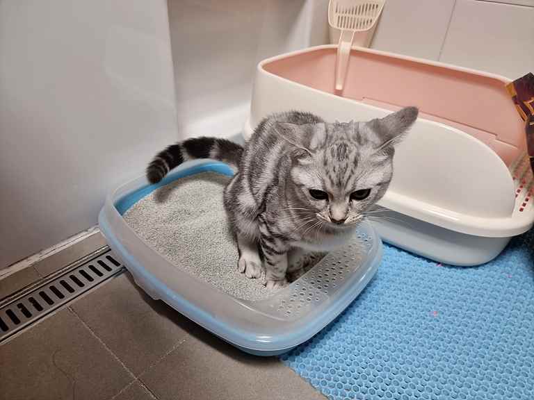 고양이 모래 추천 – 호랑이모래 사용후기 호랑이모래