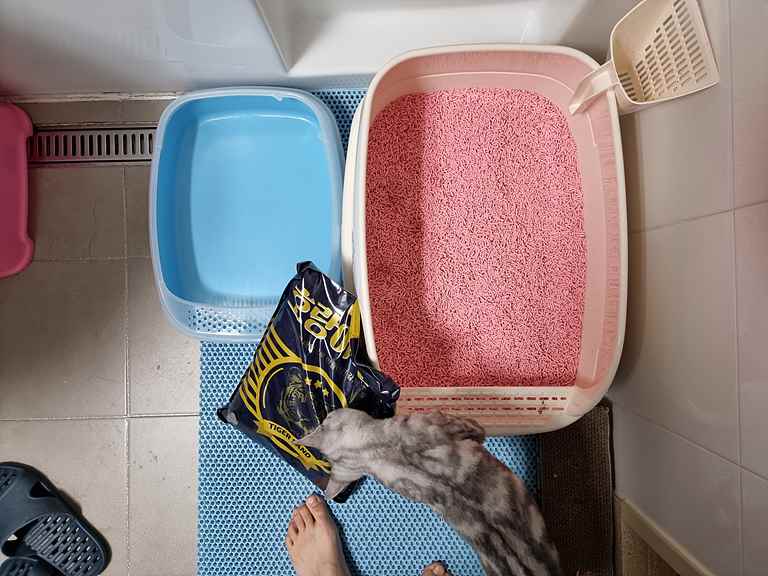 고양이 모래 추천 – 호랑이모래 사용후기 호랑이모래
