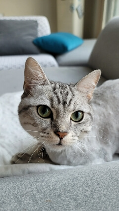 고양이 미용 셀프로 하는 방법 고양이미용셀프_240x426