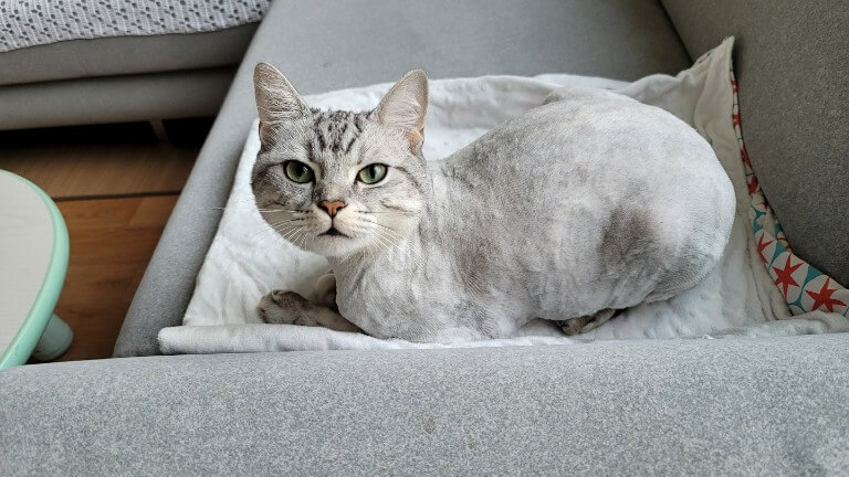 고양이 미용 셀프로 하는 방법 고양이미용셀프_768x432